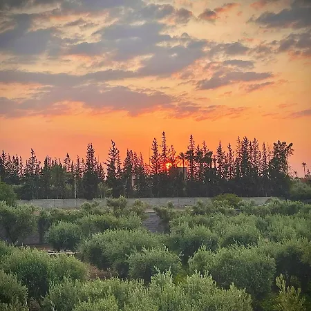 The Olives Sanctuary-2