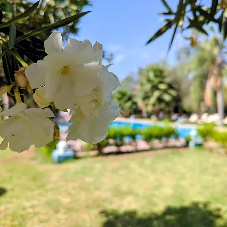 Las Palmeras Guest House-3